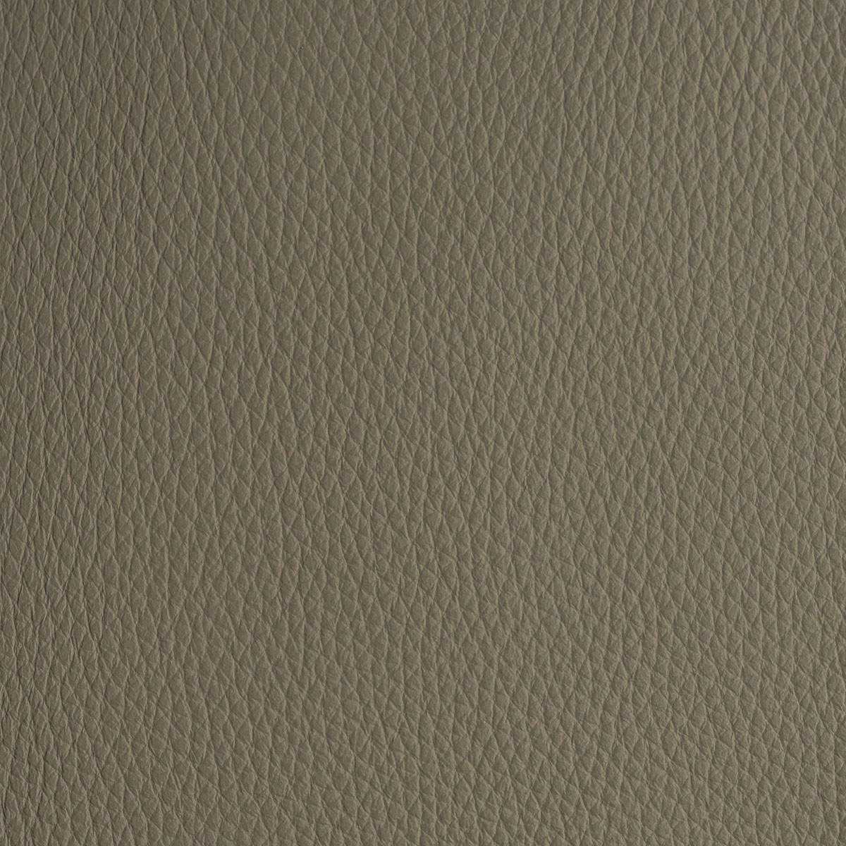 Xám Gray Dolphin